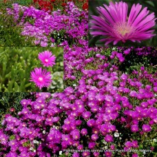 Delosperma cooperi Pink Carpet x 1 Hardy Succulents Trailing IcePlant flowering Groundcover Plants mesembryanthemum Shrubs Succulents